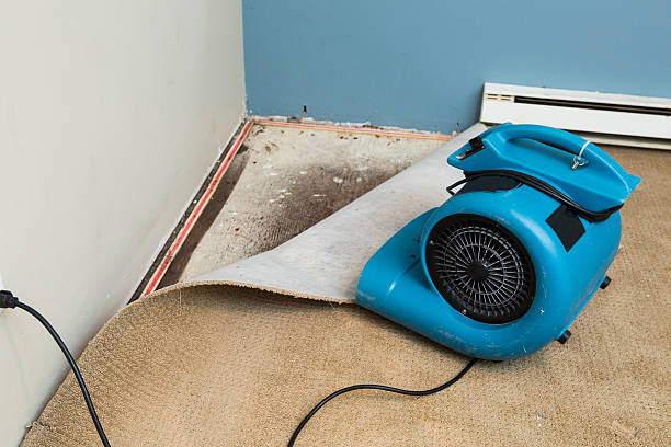 Best Water damage contractors near me  in Crump, TN